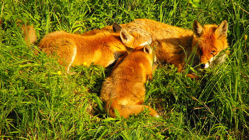 Familie Fuchs