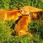 Familie Fuchs