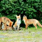 Familie Fuchs