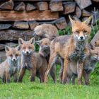 Familie Fuchs