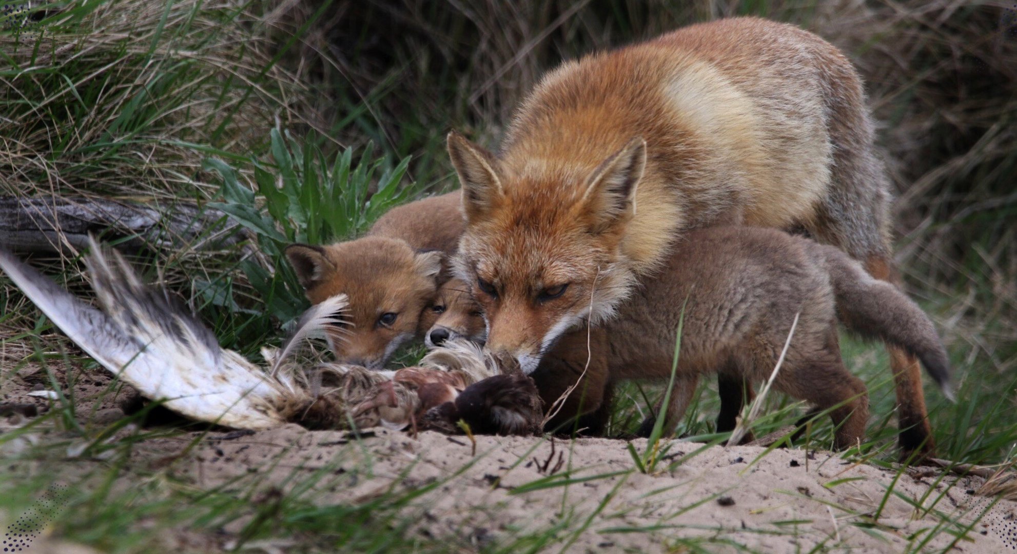 Familie Fuchs