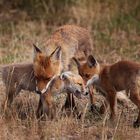 Familie Fuchs