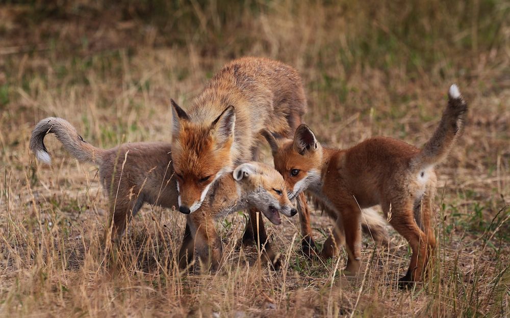 Familie Fuchs