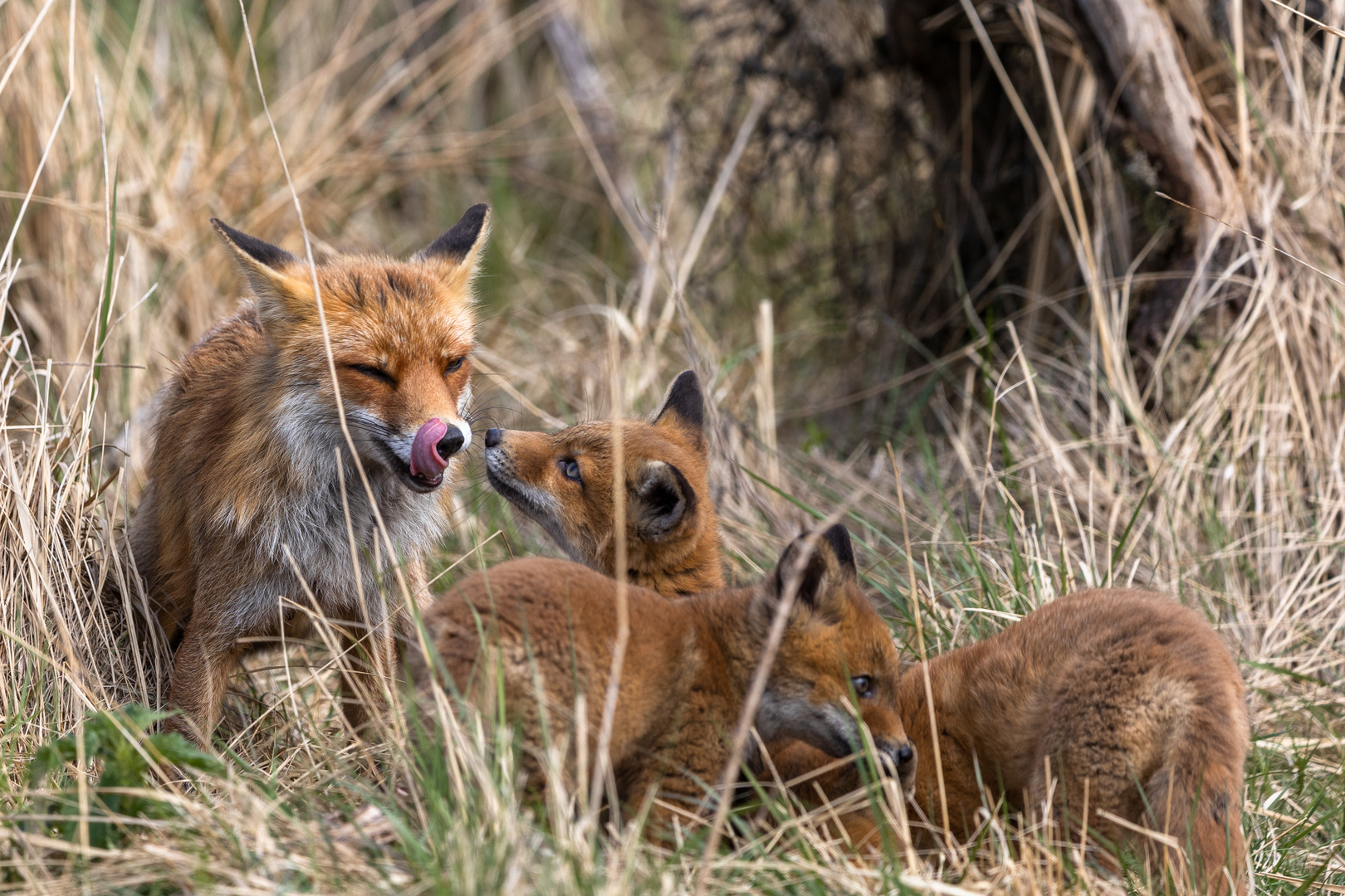 Familie Fuchs