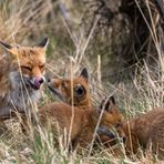 Familie Fuchs