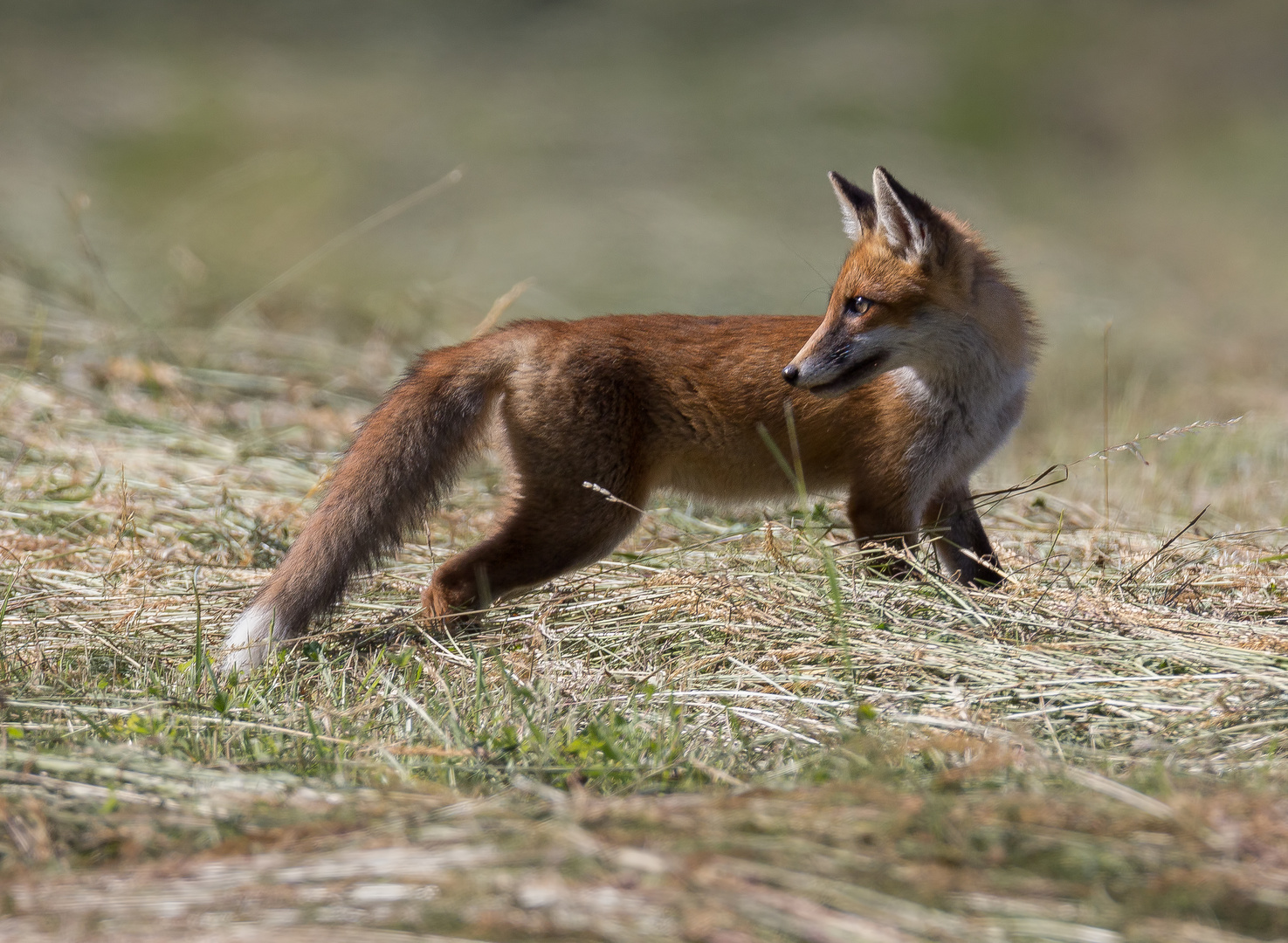 Familie Fuchs ...