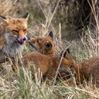 Familie Fuchs (remastered)