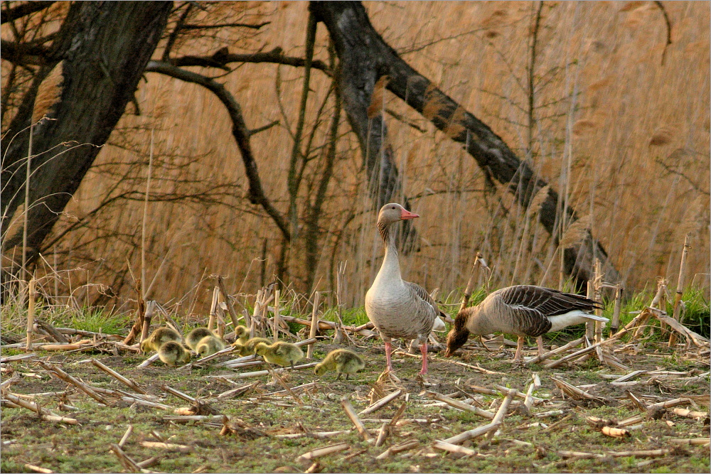 Familie Gänseklein