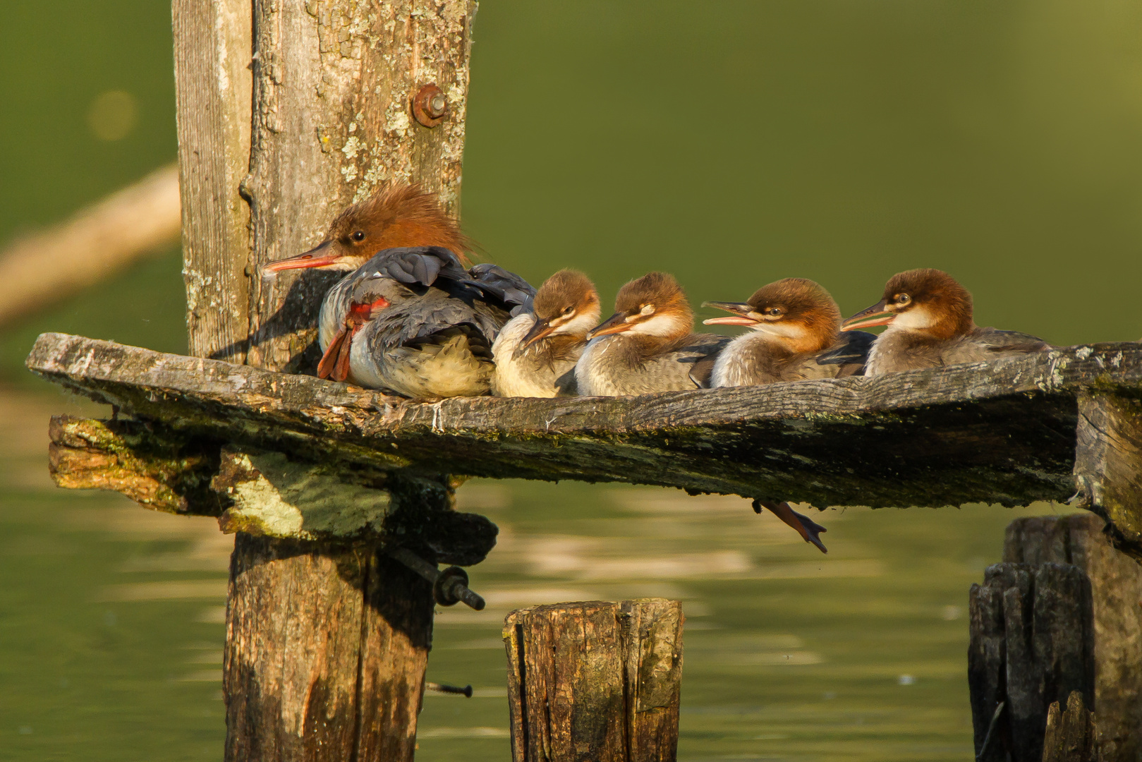 Familie Gänsesäger