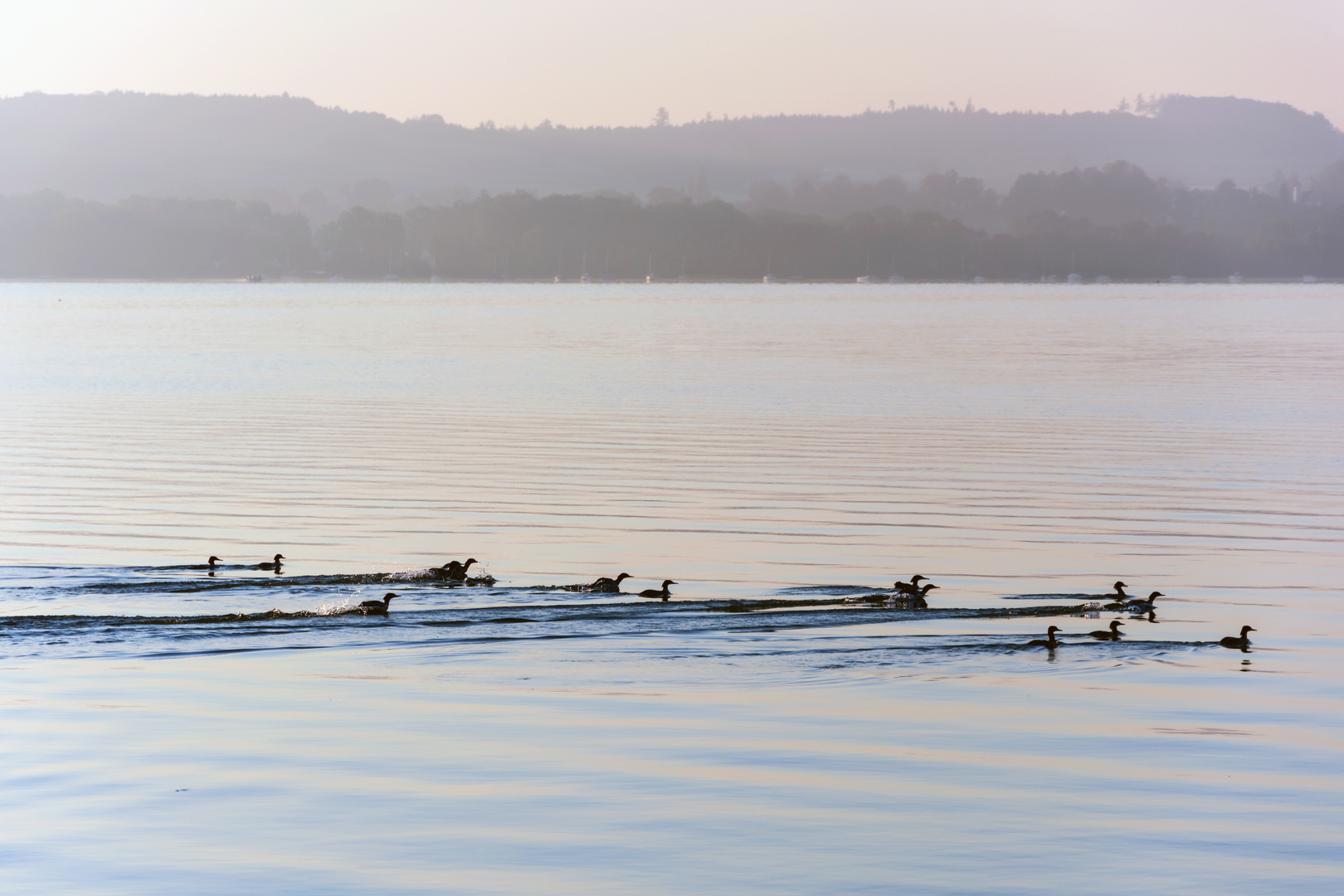 Familie Gänsesäger auf Frühstücksfang im Ammersee