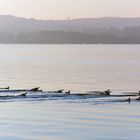 Familie Gänsesäger auf Frühstücksfang im Ammersee