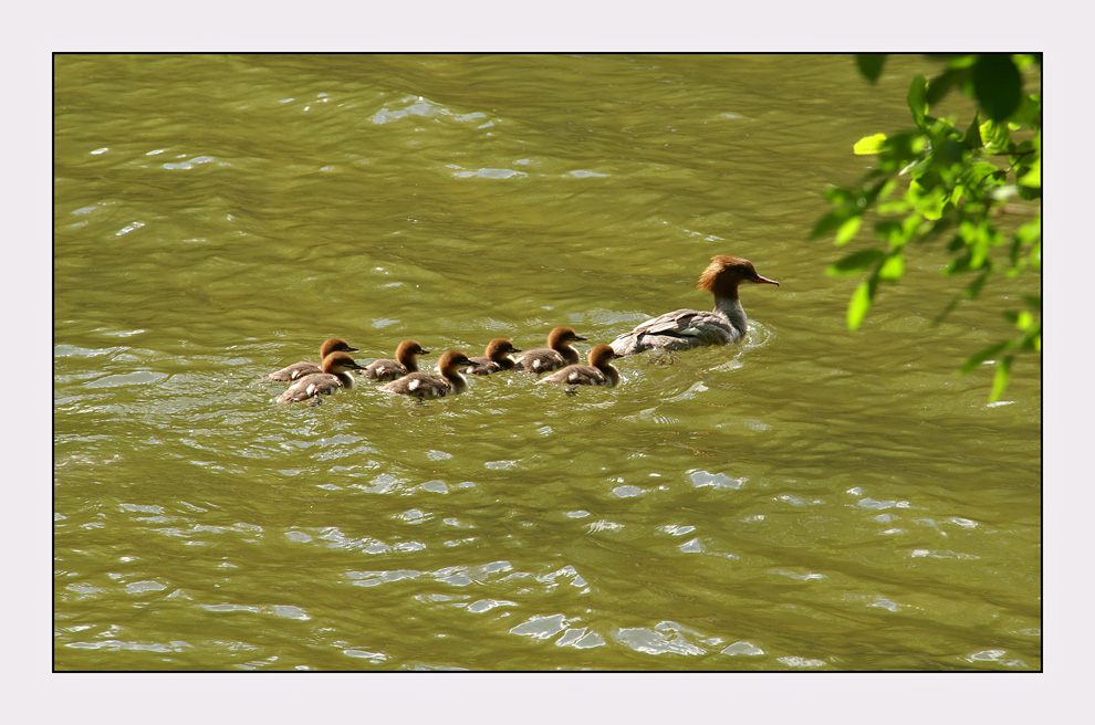 Familie Gänsesäger