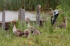 Familie Gans-3294