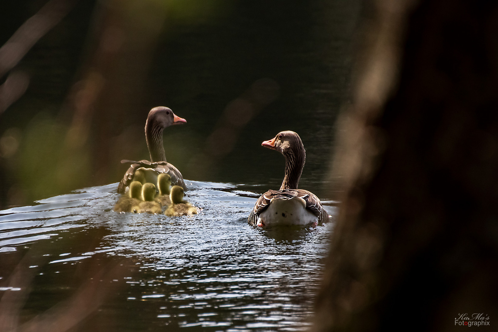 Familie Gans