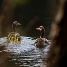 Familie Gans