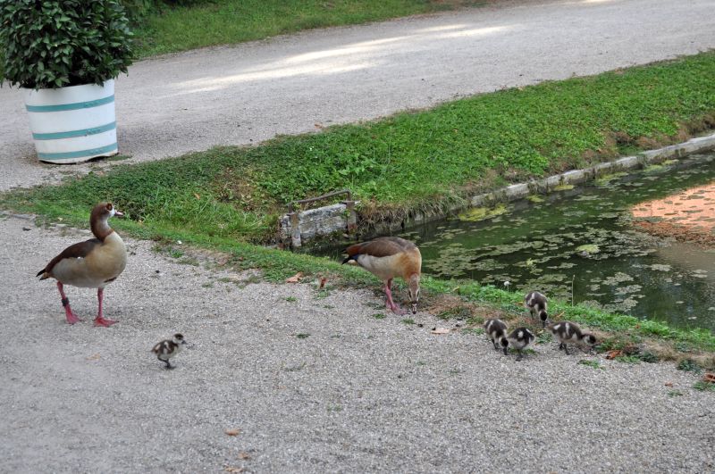 Familie Gans