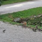 Familie Gans