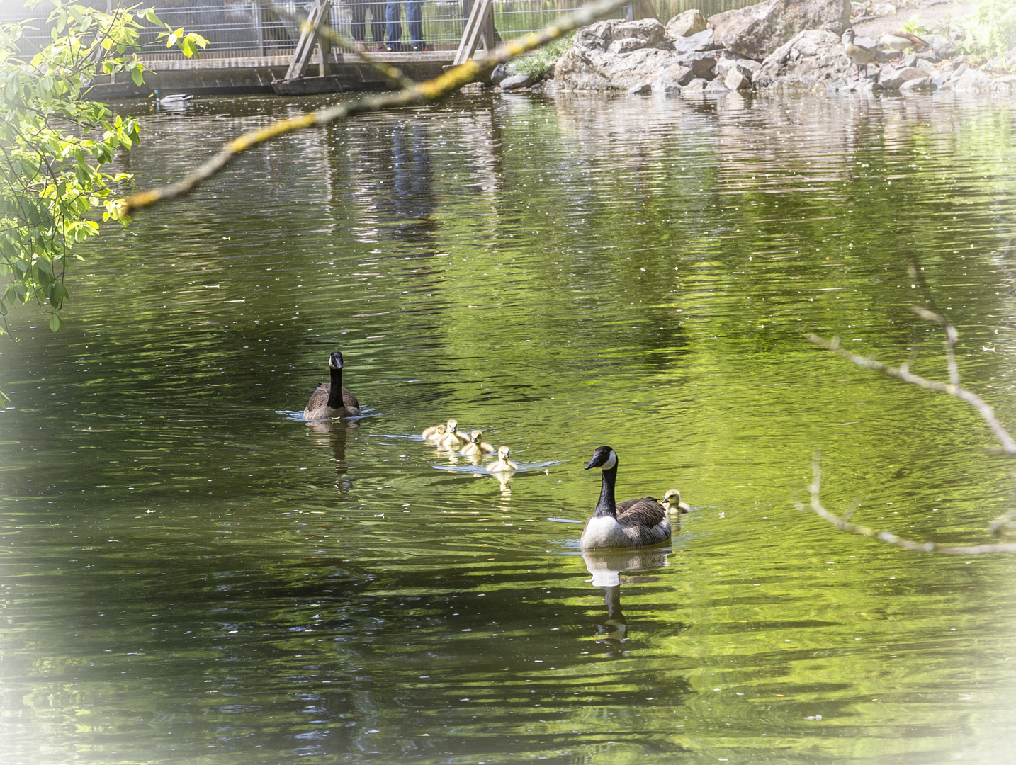 Familie Gans