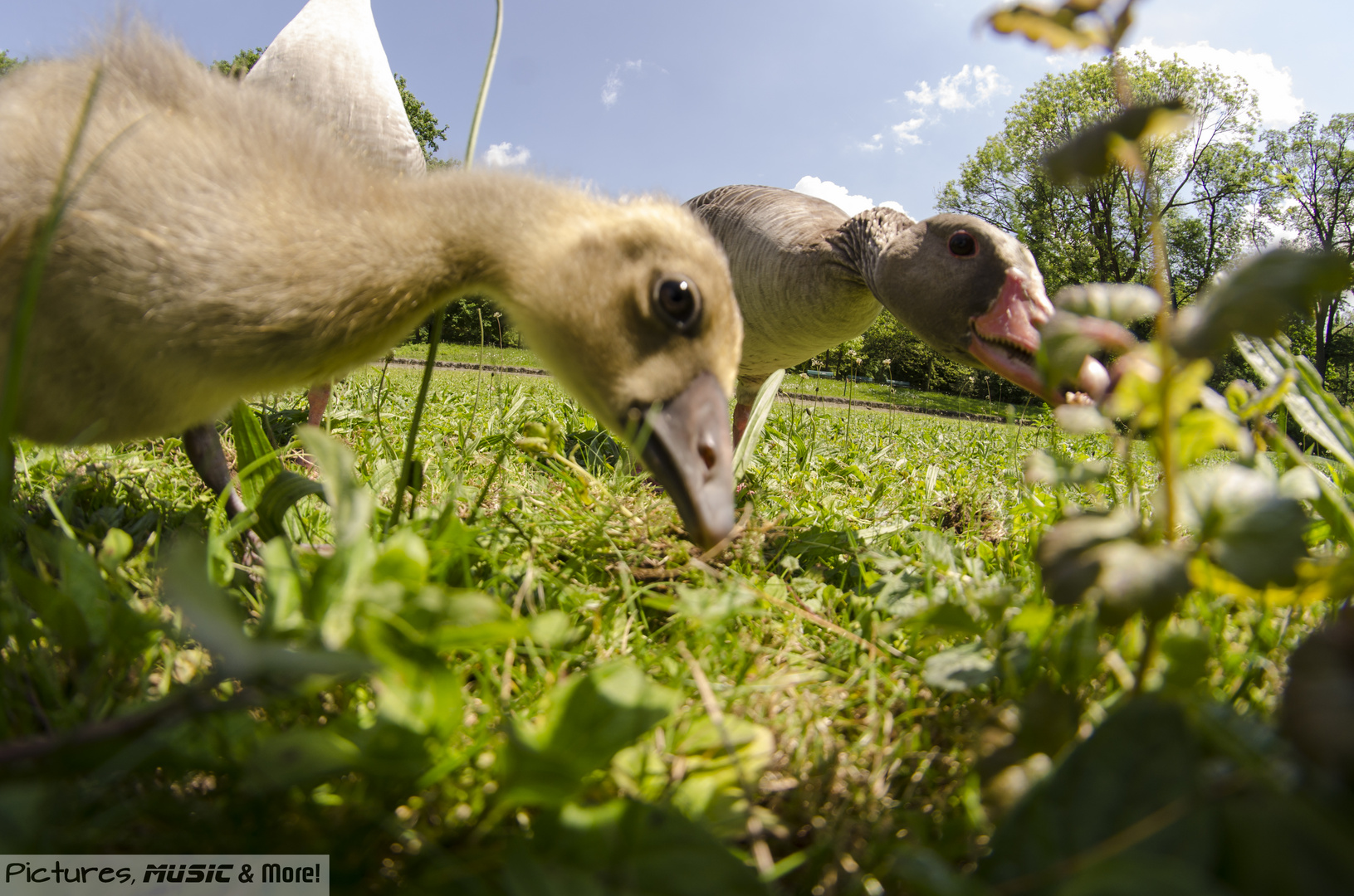 Familie Gans