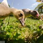 Familie Gans