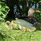 Familie Gans