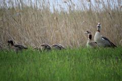 Familie Gans auf Futtersuche