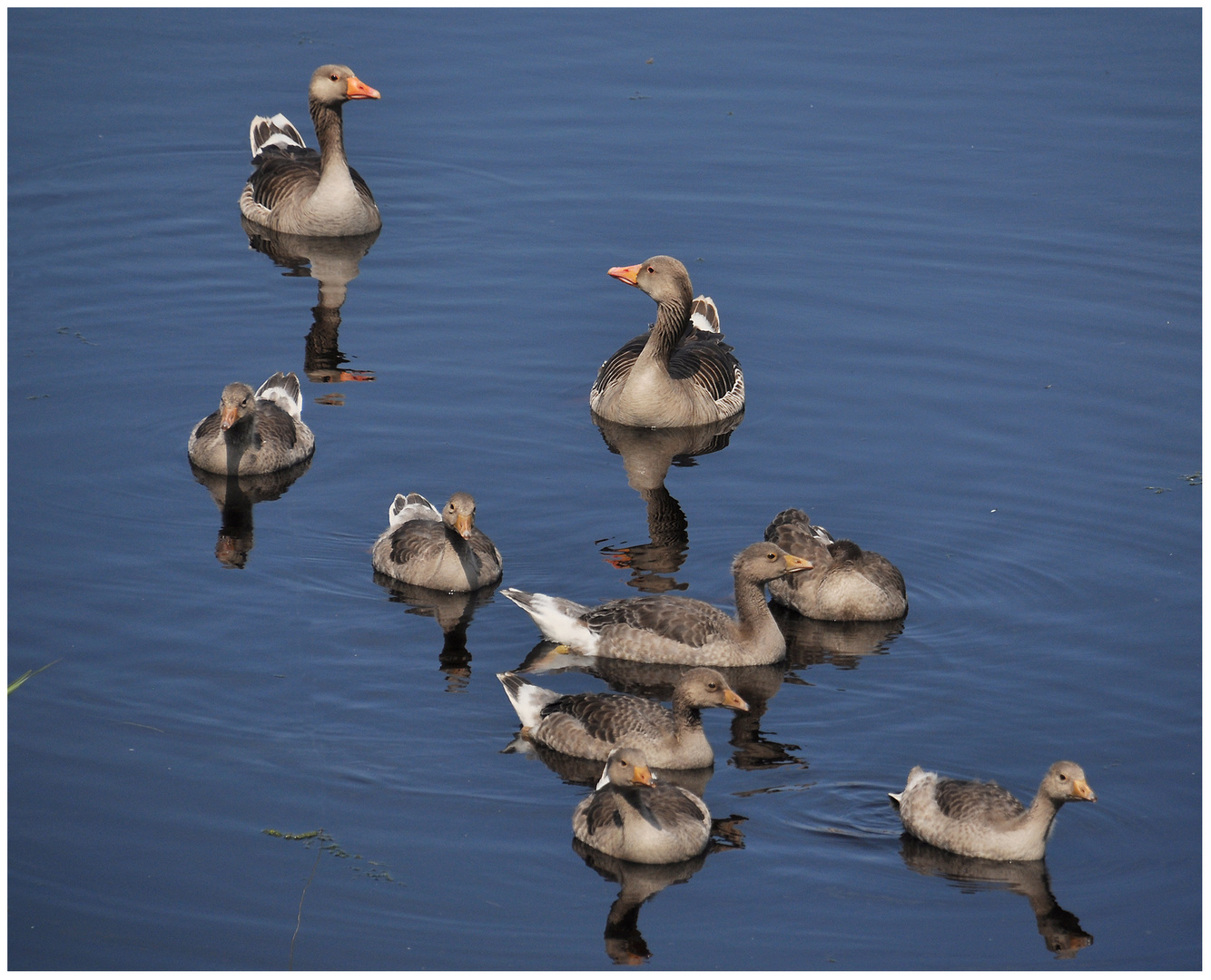 Familie Gans auf Urlaub