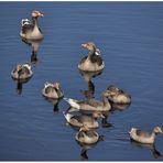 Familie Gans auf Urlaub