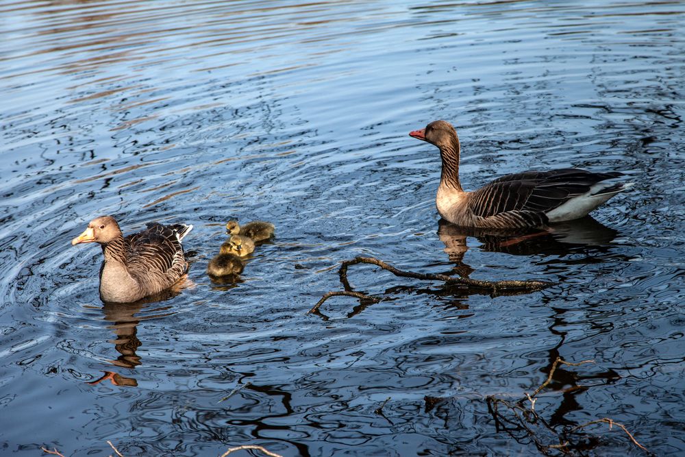 Familie Gans