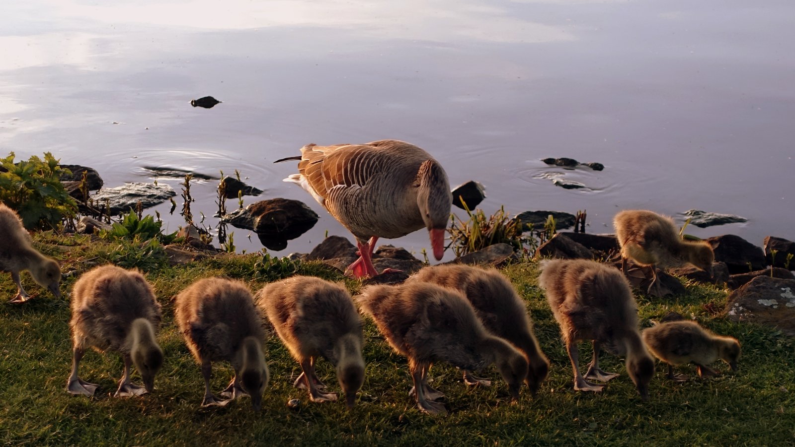 Familie Gans beim  Abendessen