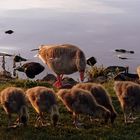 Familie Gans beim  Abendessen