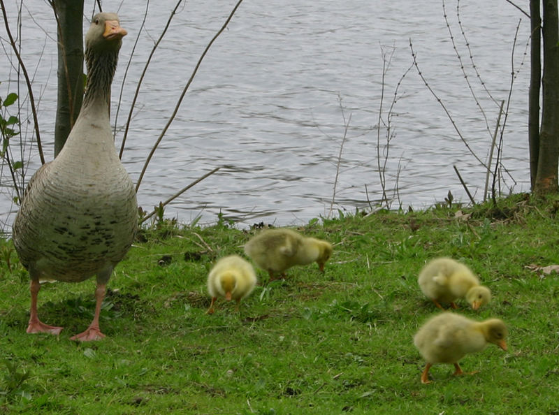 Familie Gans beim ersten Ausflug