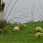 Familie Gans beim ersten Ausflug