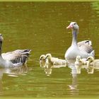 Familie Gans beim Sonntagsausflug