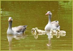 Familie Gans beim Sonntagsausflug