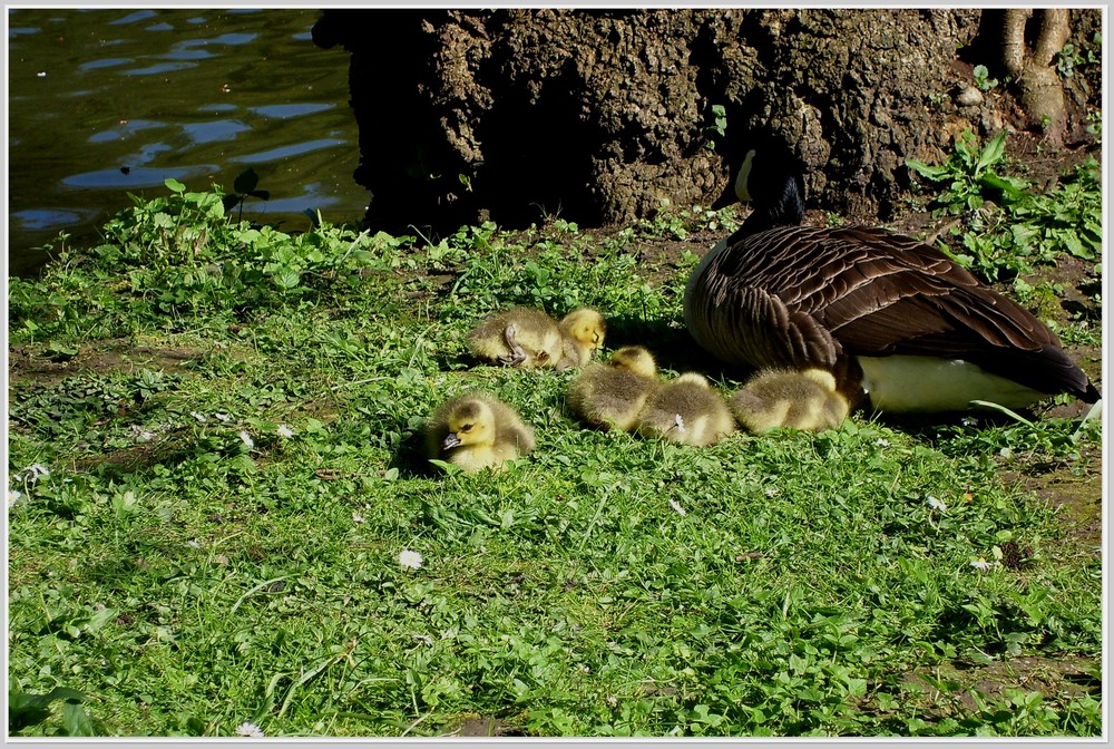 Familie Gans...