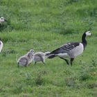 Familie Gans