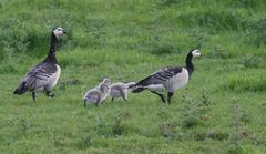 Familie Gans