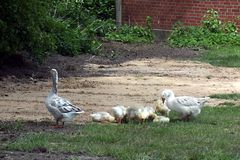 Familie Gans