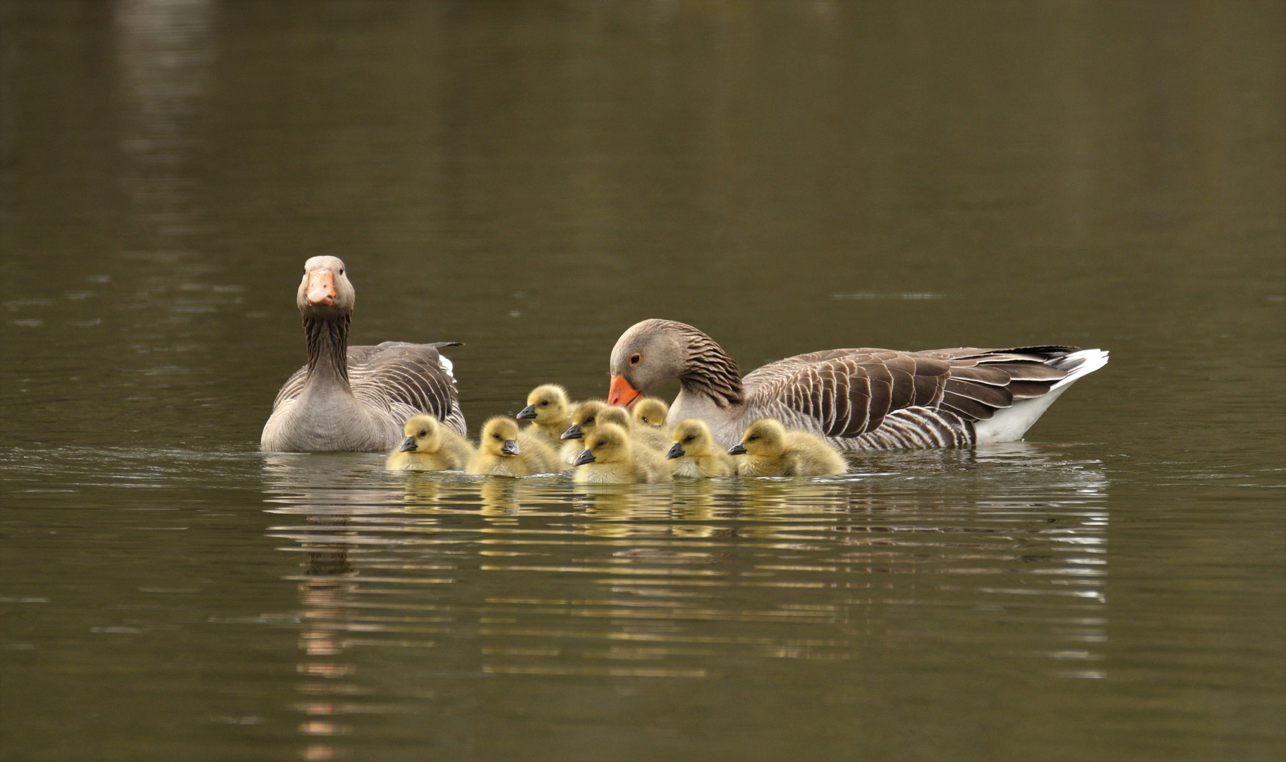 Familie Gans