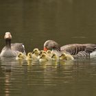 Familie Gans