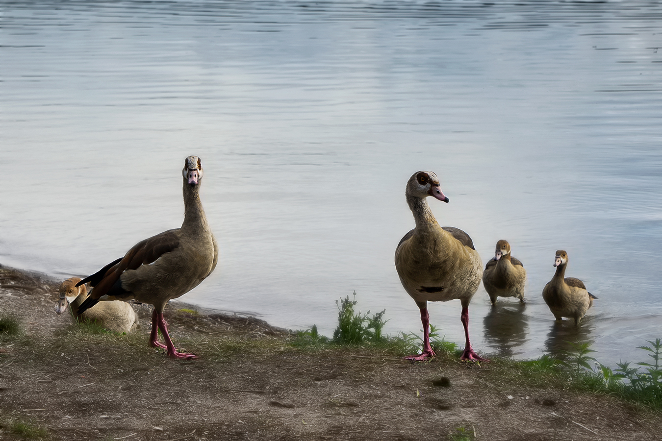 Familie  Gans