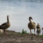 Familie  Gans