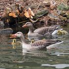 Familie Gans