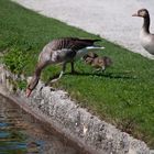 Familie Gans geht Baden (I) ...