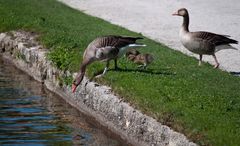 Familie Gans geht Baden (I) ...