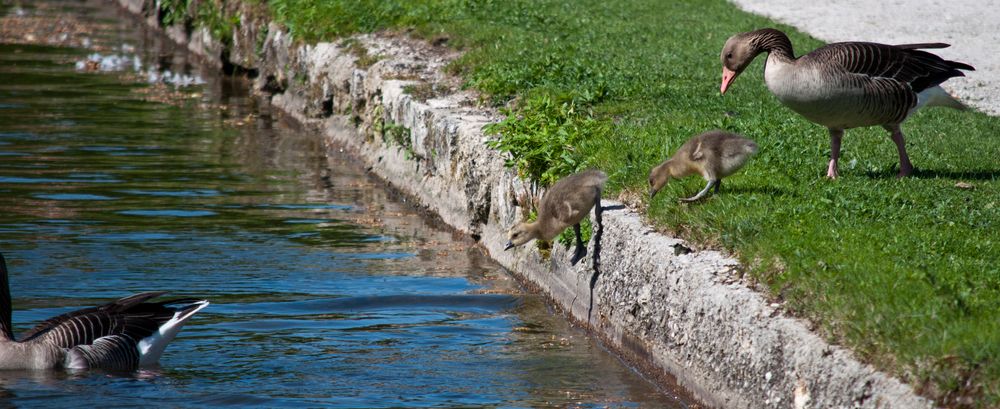 Familie Gans geht Baden (II) ...