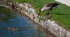 Familie Gans geht Baden (III) ...