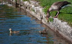 Familie Gans geht Baden (IV) ...