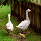 Familie Gans macht einen Ausflug